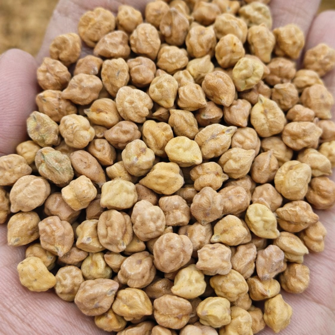 Chana
