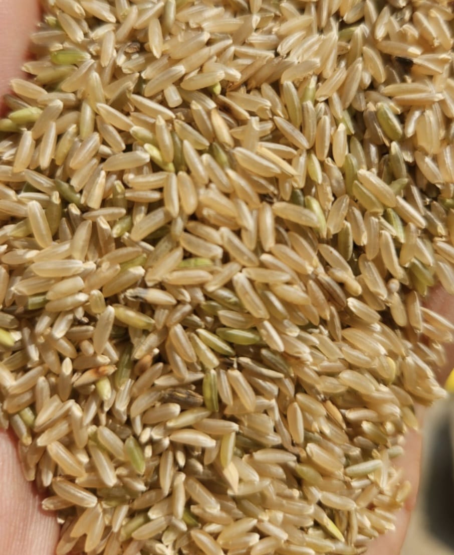 Kalyaani Brown Wada Kolam Rice 1Kg